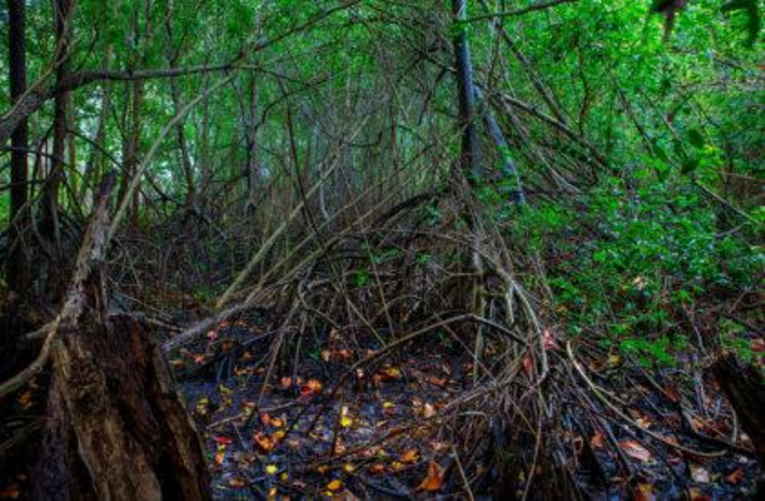 ecourbanlaw-manglar ecourbanlaw-manglar